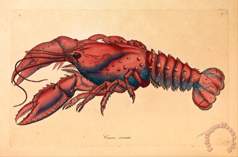James Sowerby Serrated Lobster, Cancer Serratus Art Painting