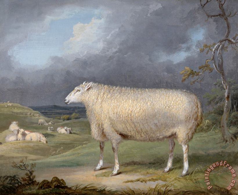 A Border Leicester Ewe painting - James Ward A Border Leicester Ewe Art Print