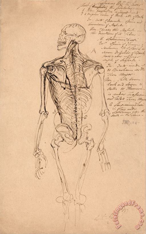 James Ward Drawing of a Man's Skeleton Art Painting