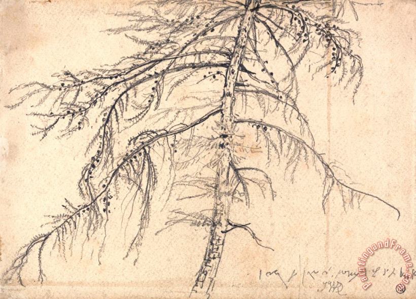 Larch Tree painting - James Ward Larch Tree Art Print