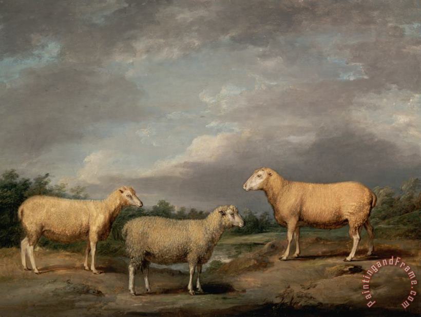 James Ward Ryelands Sheep, The King's Ram, The King's Ewe And Lord Somerville's Wether Art Painting