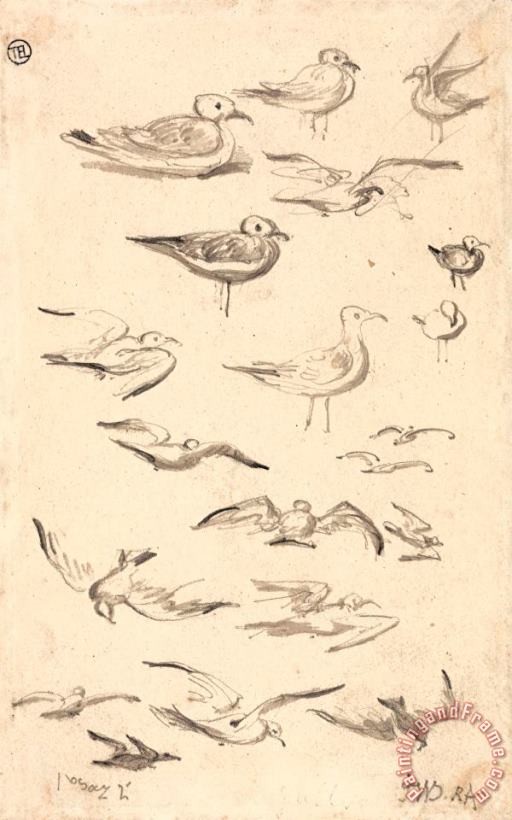 James Ward Studies of Gulls Art Print