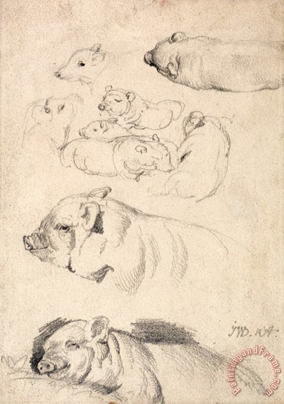 James Ward Studies of Pigs Art Print