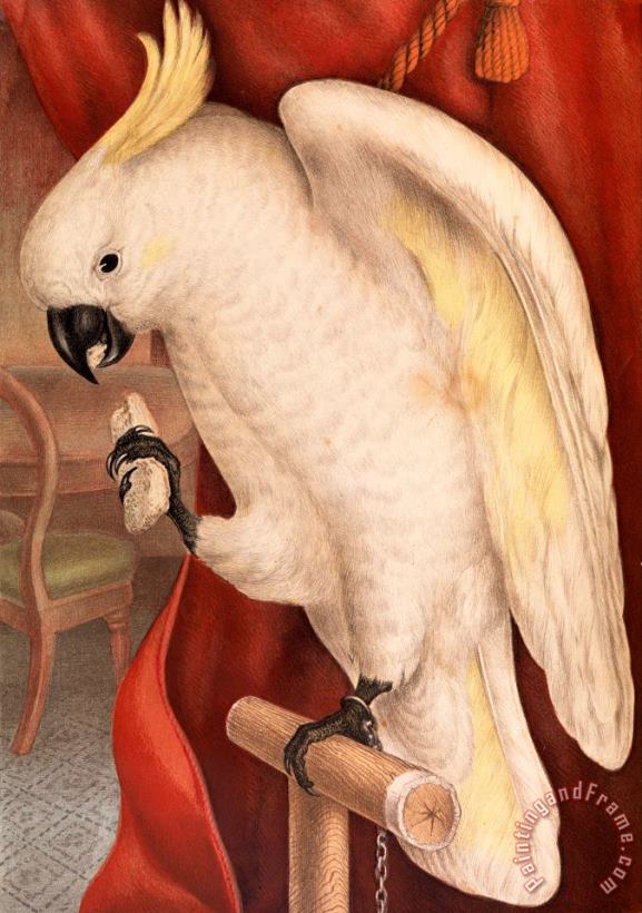 James Whitley Sayer Great Sulphur Crested Cockatoo, Plyctolophus Galeritus Art Painting