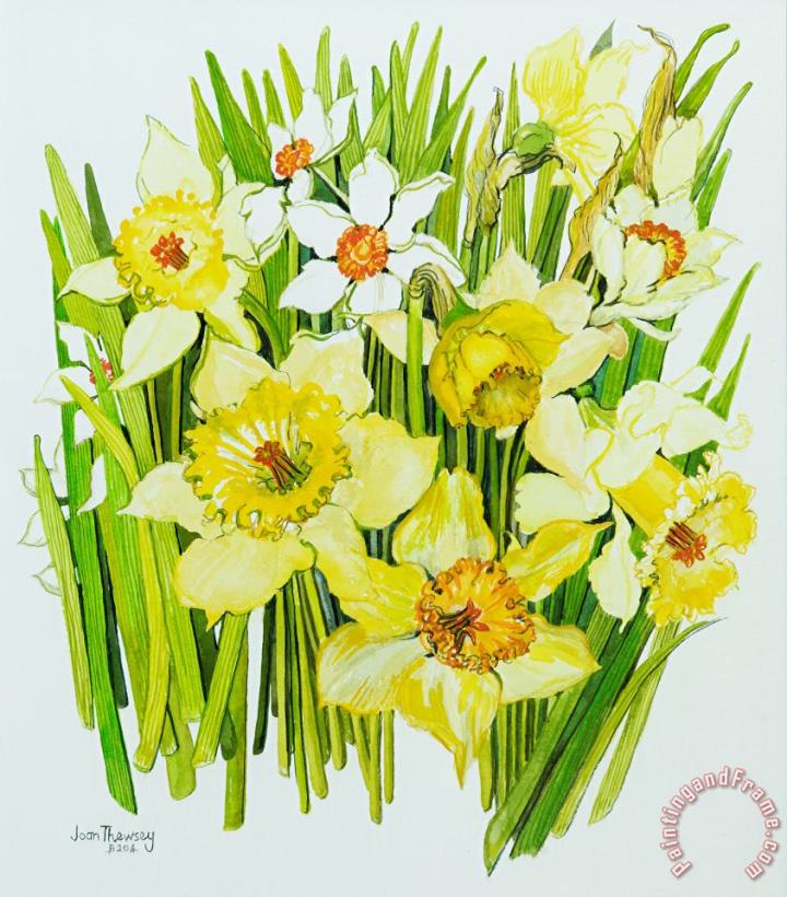 Daffodils And Narcissus painting - Joan Thewsey Daffodils And Narcissus Art Print