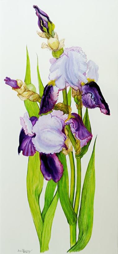 Mauve And Purple Irises With Two Buds painting - Joan Thewsey Mauve And Purple Irises With Two Buds Art Print