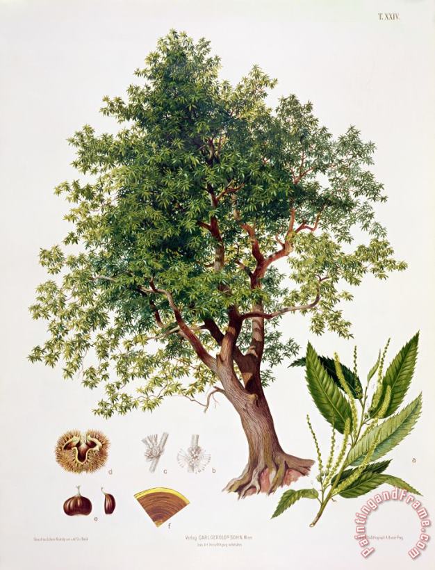 Johann Kautsky Sweet Chestnut Art Painting