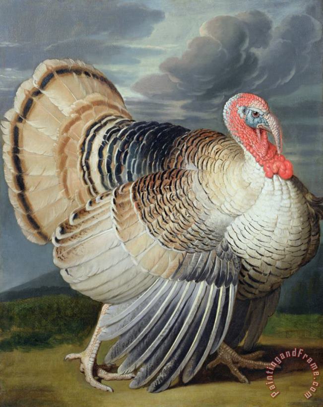Portrait of a Turkey painting - Johann Wenceslaus Peter Wenzal Portrait of a Turkey Art Print