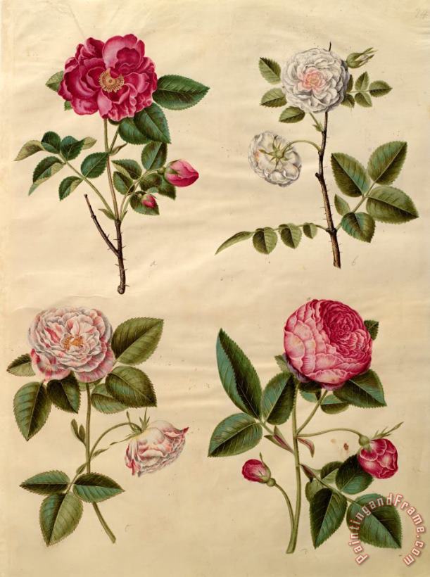 Johannes Simon Holtzbecher Rosa Gallica Art Print