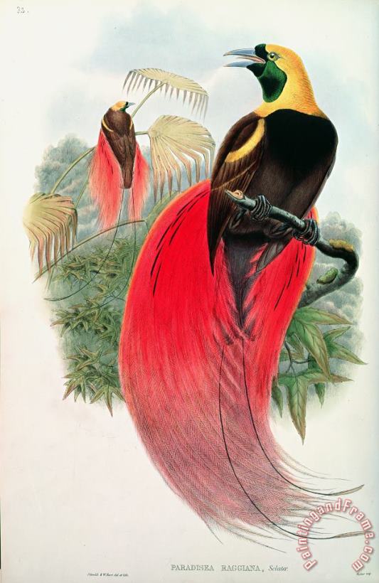 John Gould Bird of Paradise Art Print