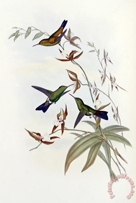 Family of Hummingbirds painting - John Gould Family of Hummingbirds Art Print