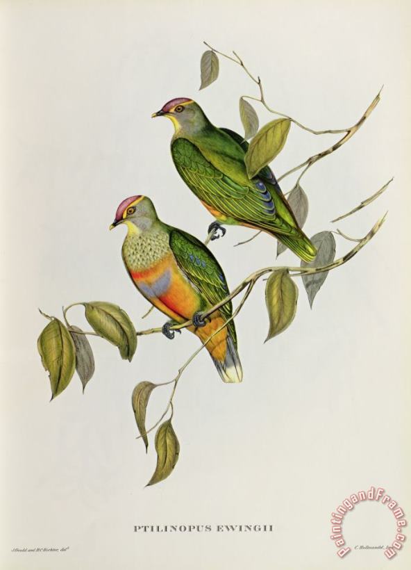 John Gould Ptilinopus Ewingii Art Print