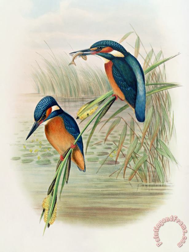 John Gould William Hart Alcedo Ispida Plate From The Birds Of Great Britain By John Gould Art Print
