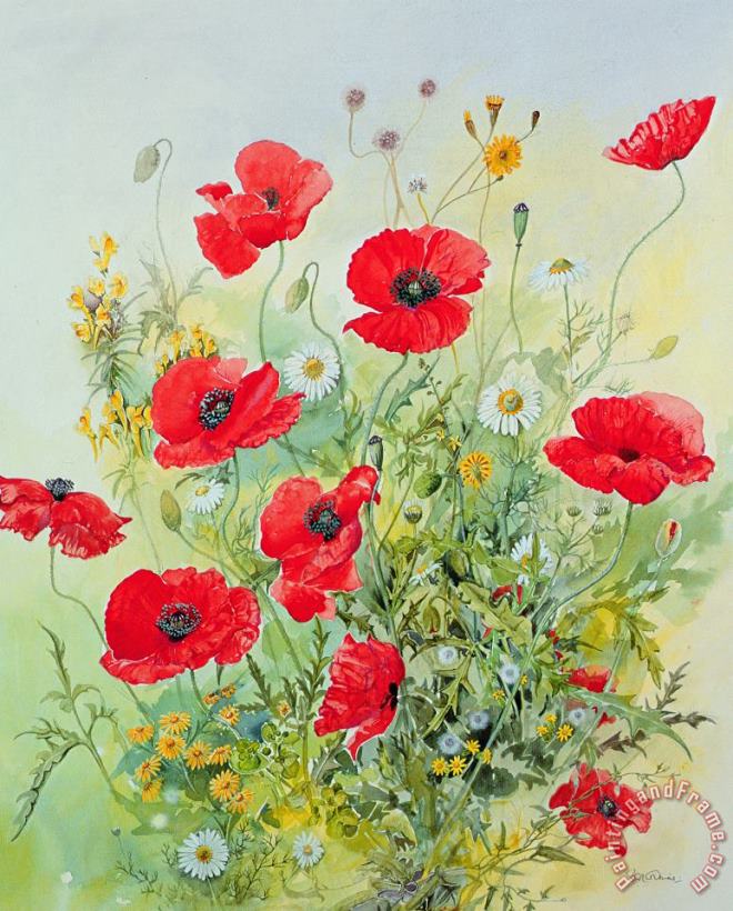 Poppies and Mayweed painting - John Gubbins Poppies and Mayweed Art Print