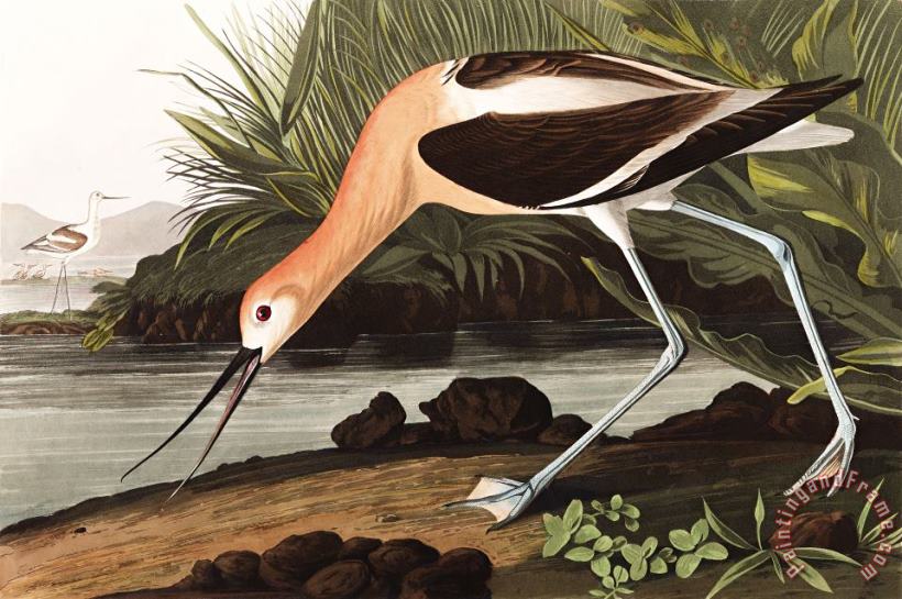 John James Audubon American Avocet Art Painting