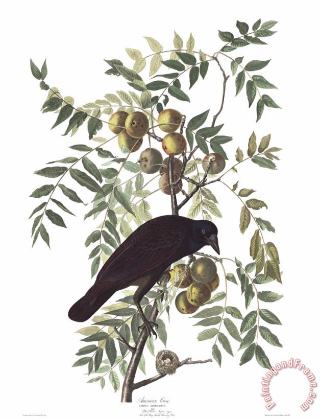 American Crow painting - John James Audubon American Crow Art Print
