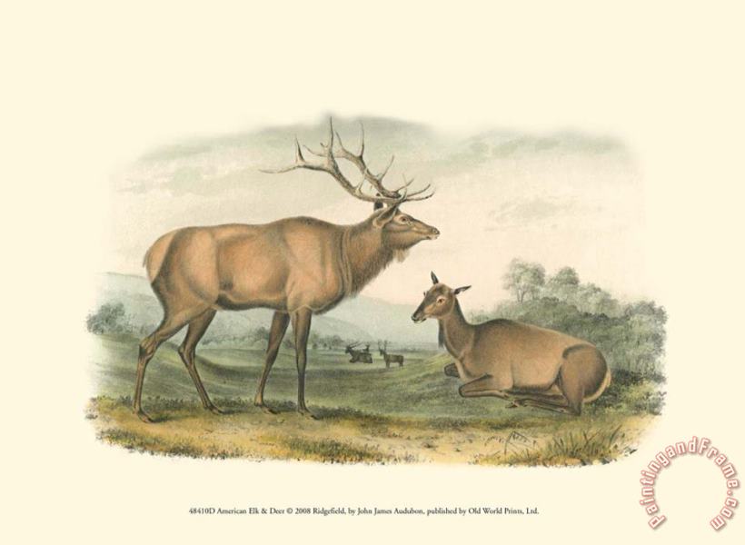 John James Audubon American Elk And Deer Art Print