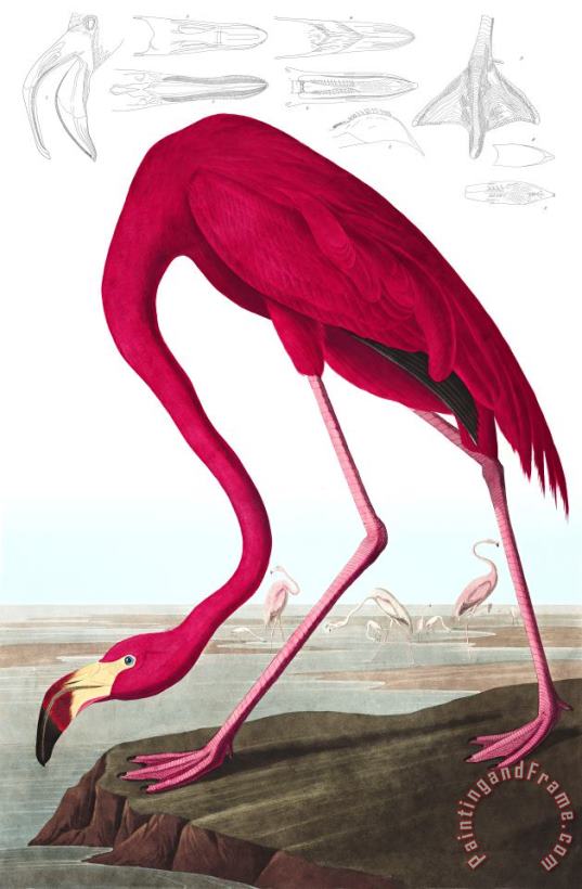 John James Audubon American Flamingo Art Print
