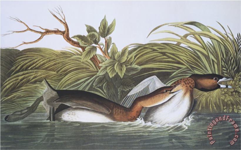 American Pied Bill Dobchick painting - John James Audubon American Pied Bill Dobchick Art Print