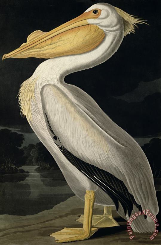 John James Audubon American White Pelican Art Painting