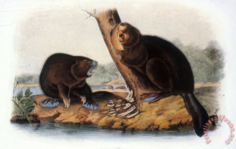 Audubon Beaver 1846 painting - John James Audubon Audubon Beaver 1846 Art Print