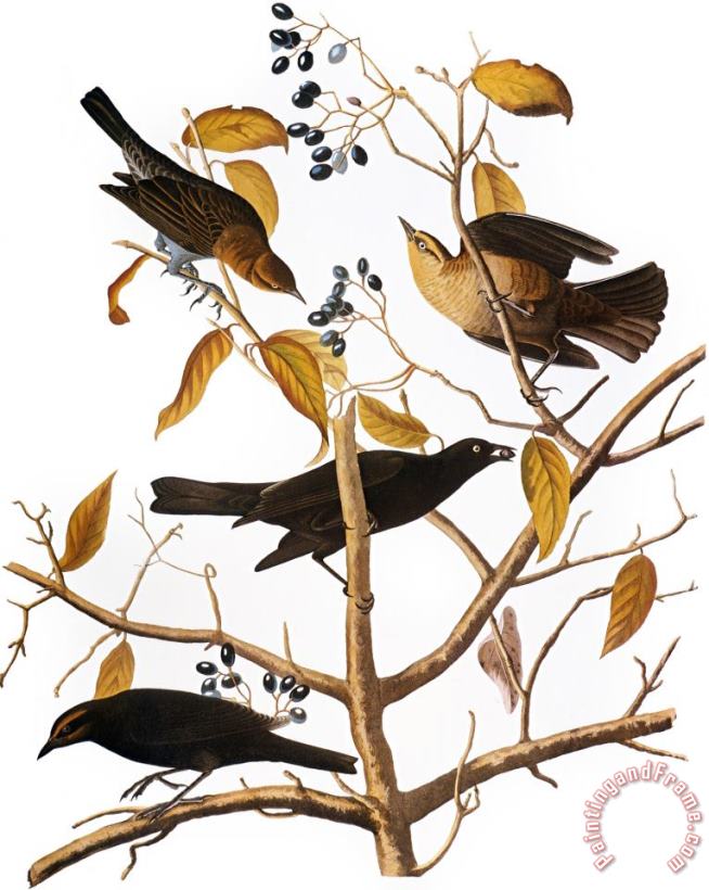 Audubon Blackbird 1827 painting - John James Audubon Audubon Blackbird 1827 Art Print