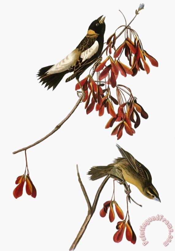 John James Audubon Audubon Bobolink Art Painting