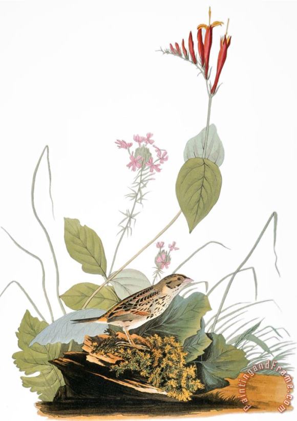 John James Audubon Audubon Bunting Art Print