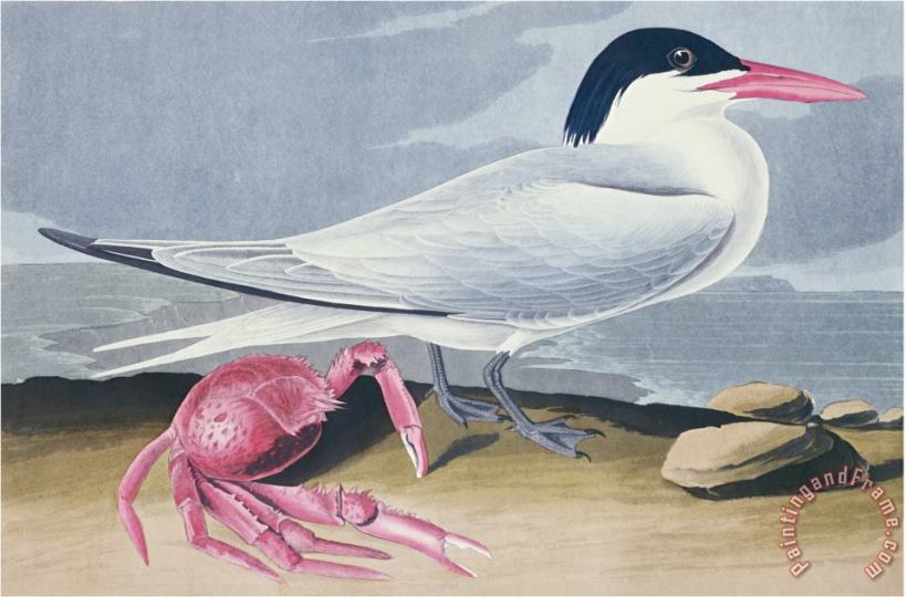 Audubon Cayenne Tern painting - John James Audubon Audubon Cayenne Tern Art Print