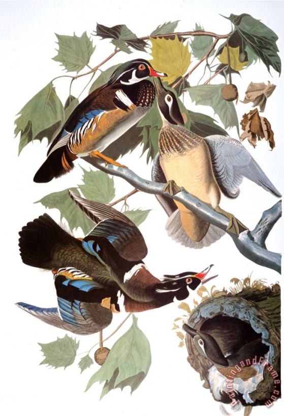 Audubon Duck painting - John James Audubon Audubon Duck Art Print