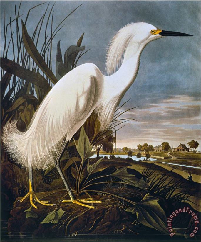 Audubon Egret painting - John James Audubon Audubon Egret Art Print
