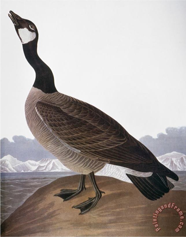 Audubon Goose 1827 painting - John James Audubon Audubon Goose 1827 Art Print