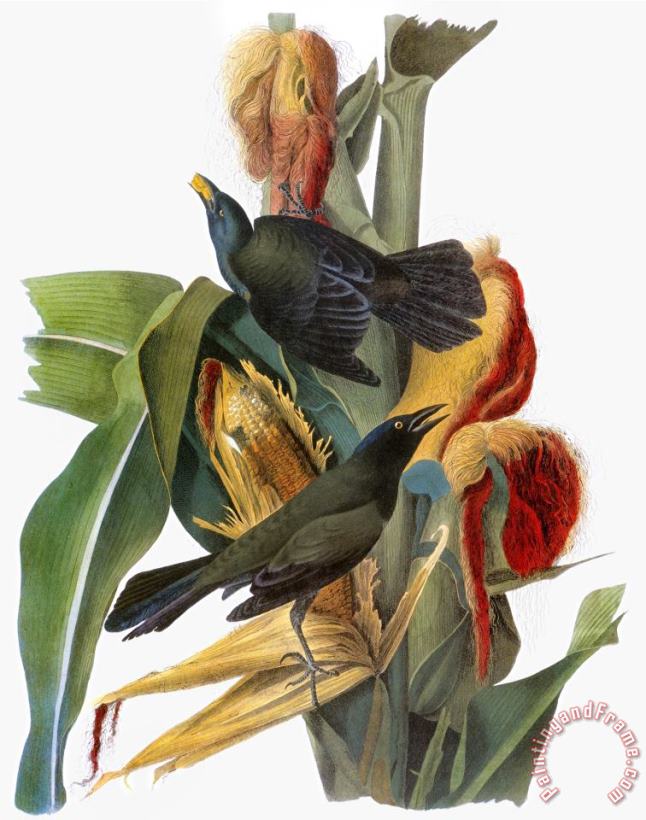 Audubon Grackle painting - John James Audubon Audubon Grackle Art Print