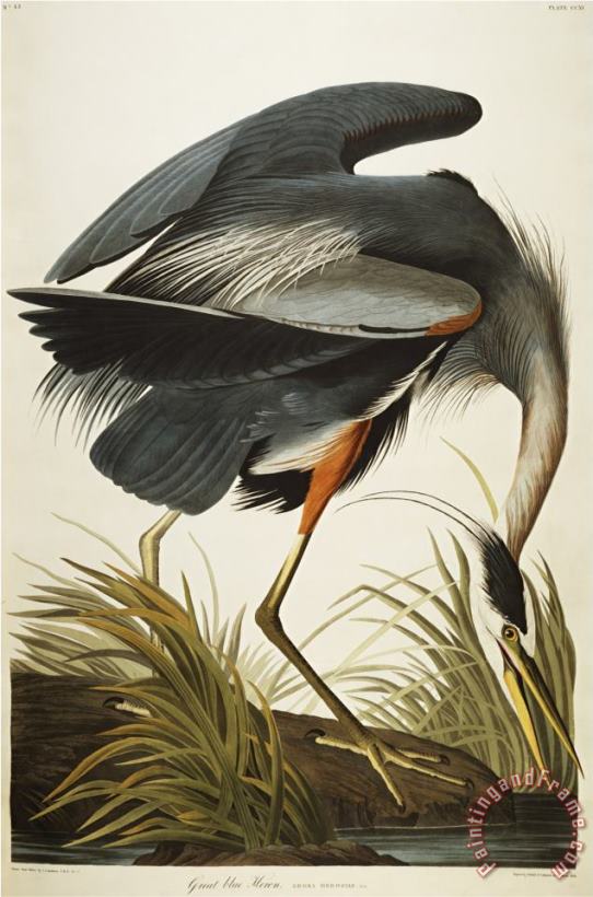 Audubon Great Blue Heron painting - John James Audubon Audubon Great Blue Heron Art Print