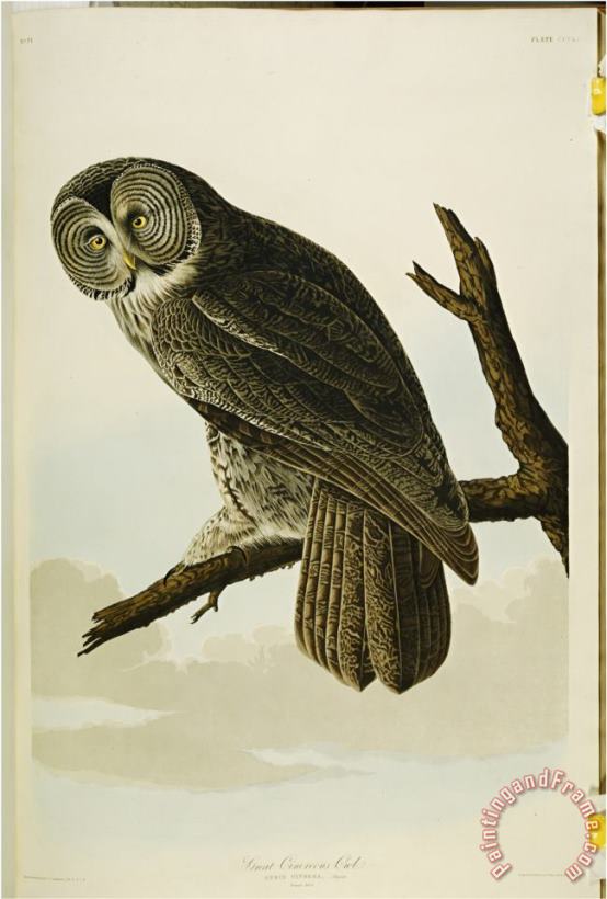 John James Audubon Audubon Great Cinereous Owl From The Birds of America Art Print