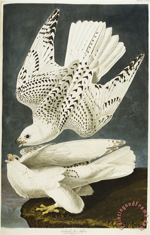 John James Audubon Audubon Iceland Or Jer Falcon Gyrfalcon Art Print