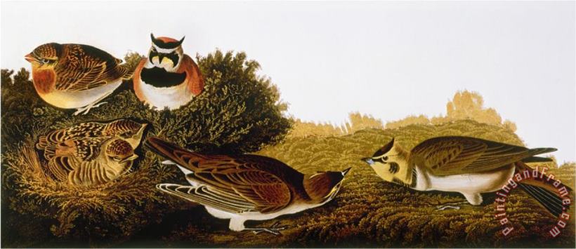 Audubon Lark painting - John James Audubon Audubon Lark Art Print