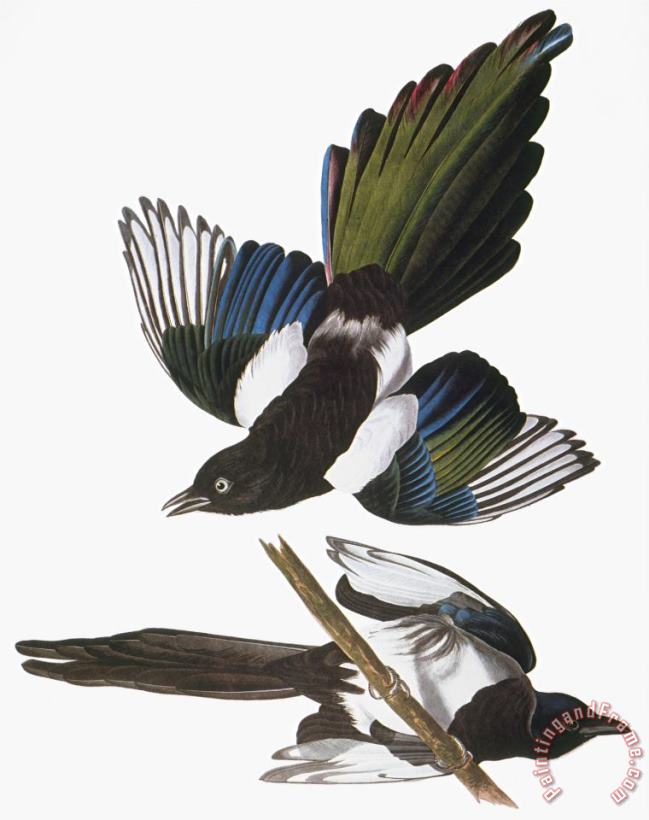 John James Audubon Audubon Magpie Art Painting