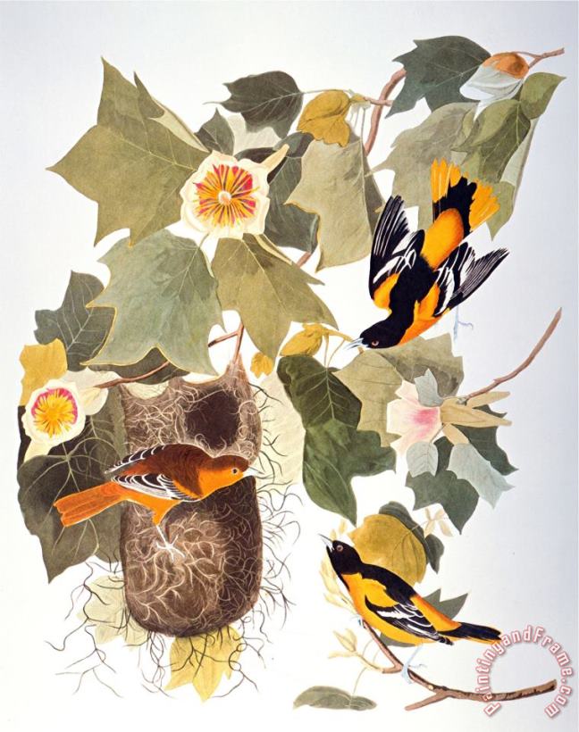 John James Audubon Audubon Oriole Art Painting