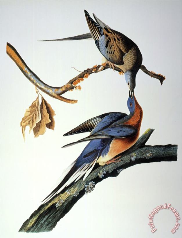 John James Audubon Audubon Passenger Pigeon Art Painting