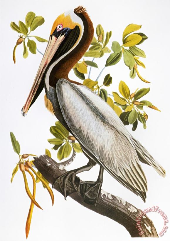 John James Audubon Audubon Pelican Art Painting