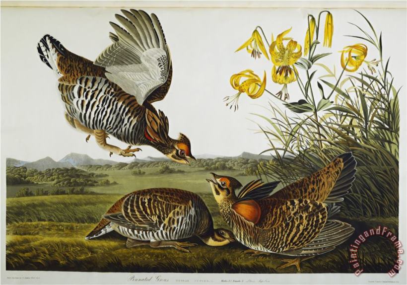 John James Audubon Audubon Pinnated Grouse Greater Prairie Chicken Art Print