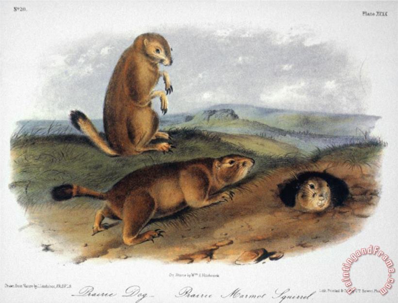 John James Audubon Audubon Prairie Dog 1844 Art Painting