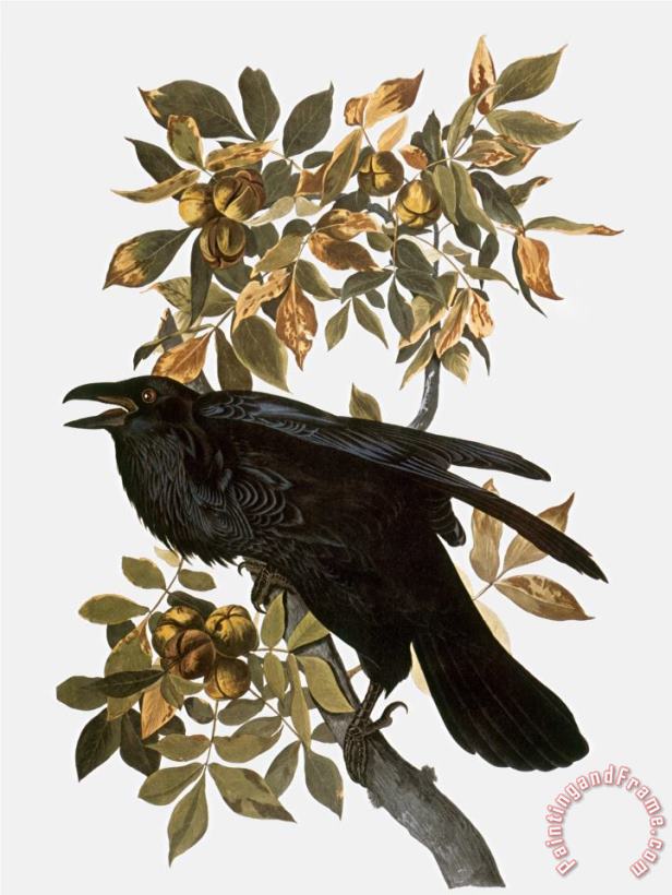 Audubon Raven painting - John James Audubon Audubon Raven Art Print