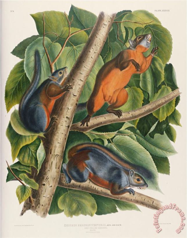 John James Audubon Audubon Red Bellied Squirrel Art Painting