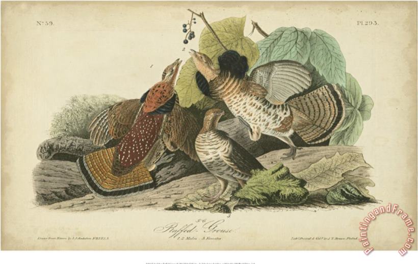 Audubon Ruffed Grouse painting - John James Audubon Audubon Ruffed Grouse Art Print