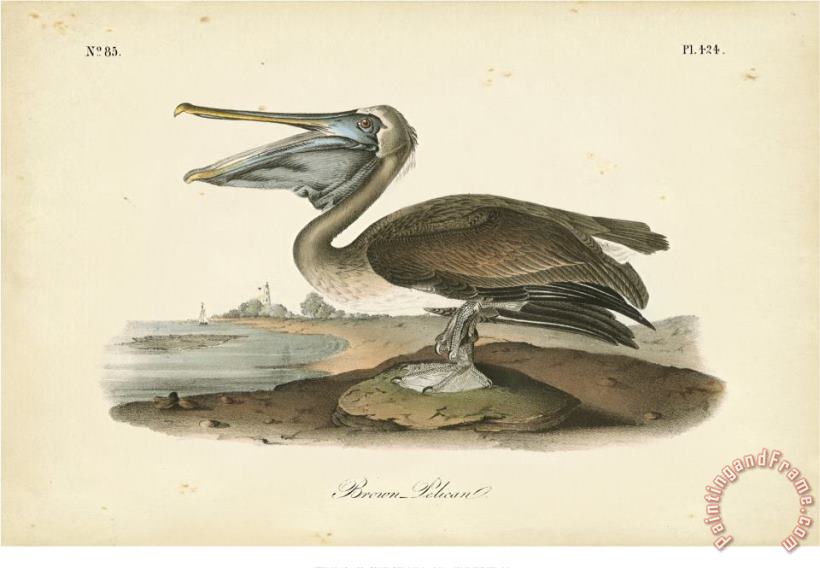 John James Audubon Audubon S Brown Pelican Art Painting