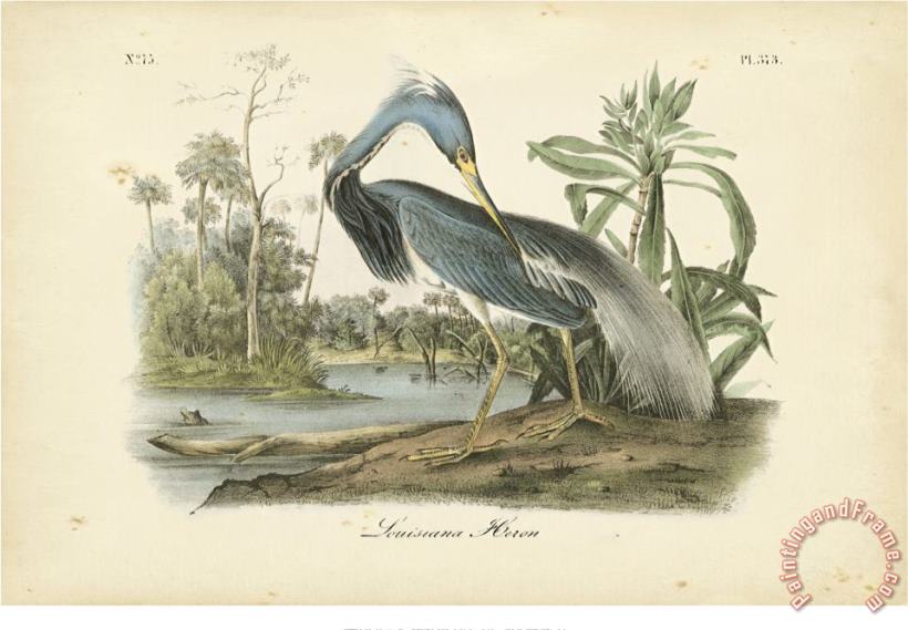 John James Audubon Audubon S Louisiana Heron Art Print