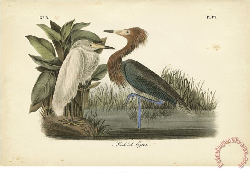 Audubon S Reddish Egret painting - John James Audubon Audubon S Reddish Egret Art Print