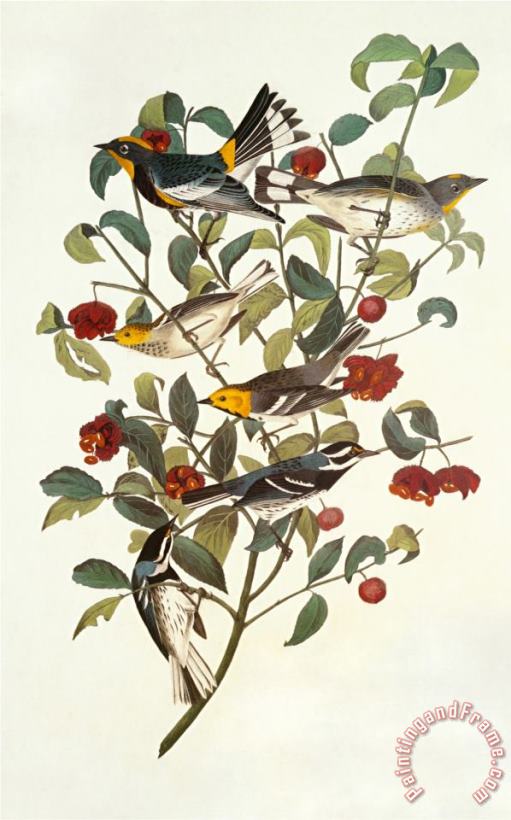 John James Audubon Audubon S Warbler Art Painting